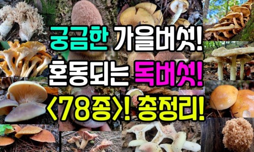 肺血管瘤的症状与危害网-分享肺血管瘤能自愈吗，肺血管瘤的症状与危害是什么知识库